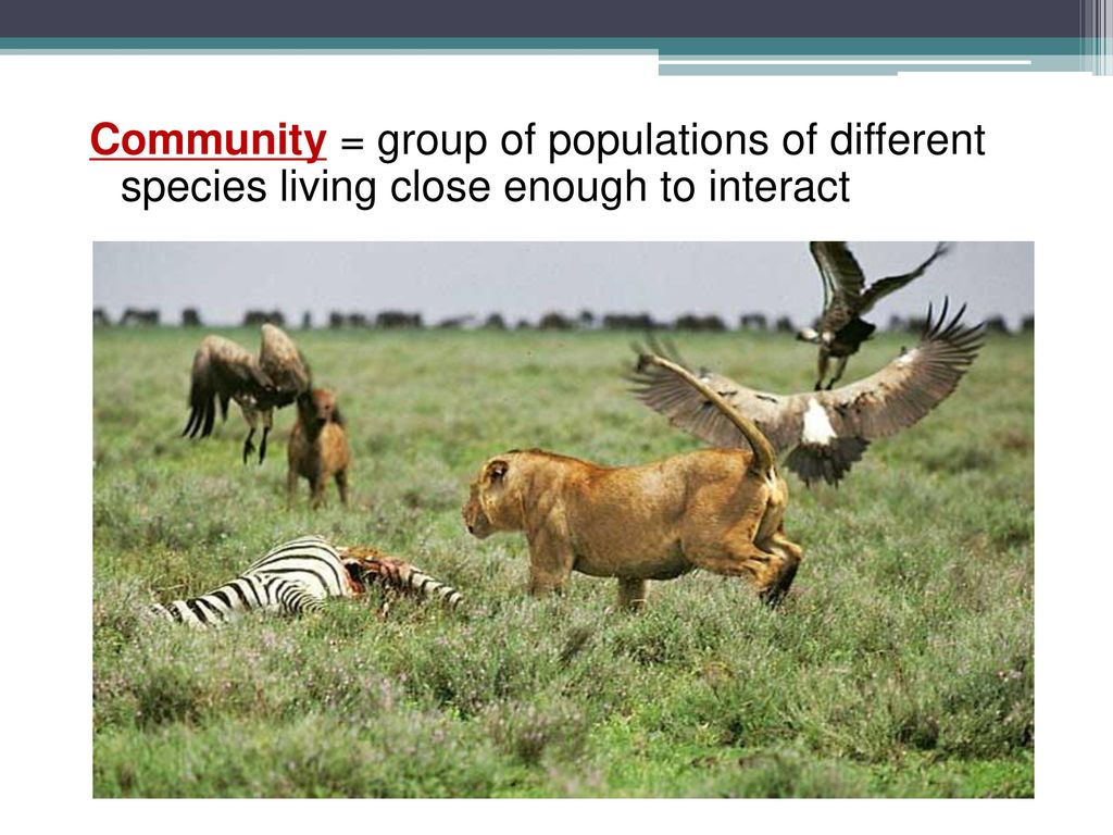 Chapter 54: Community Ecology - ppt download