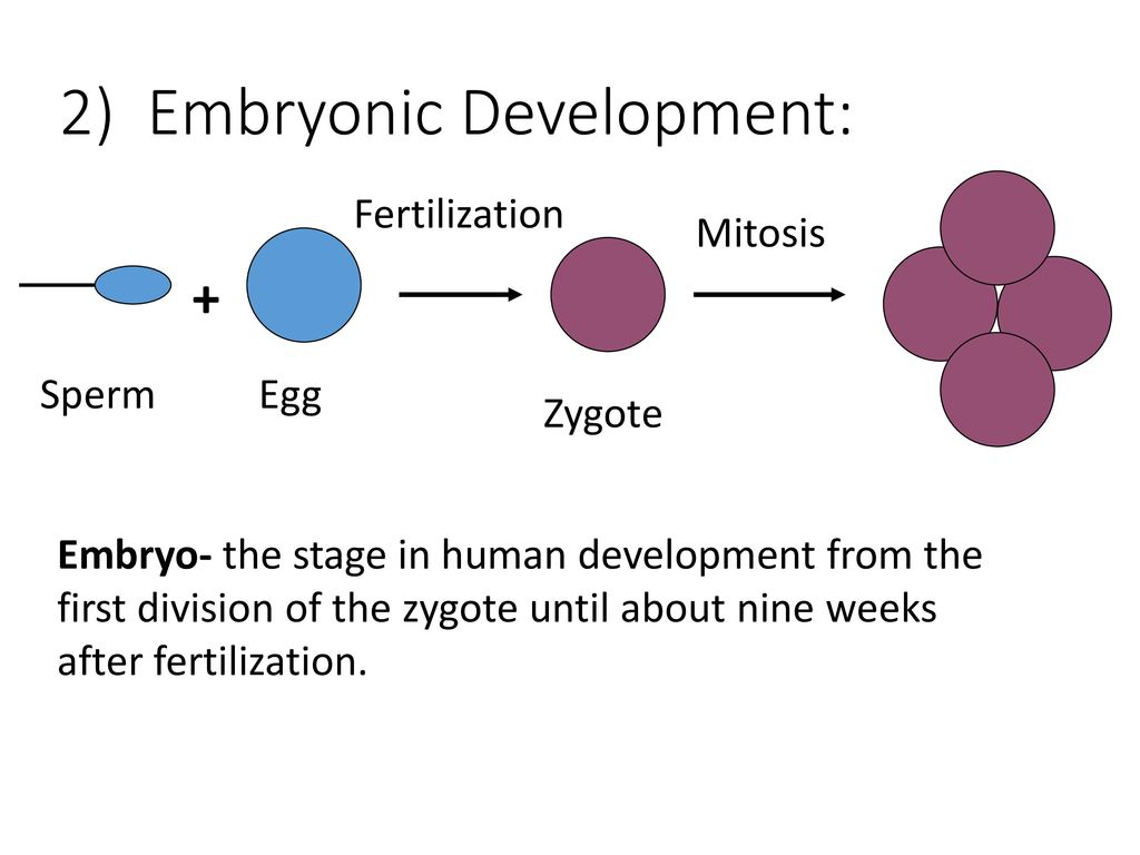 period 5 Aim # 56: How does an embryo develop ... Biology Diagrams