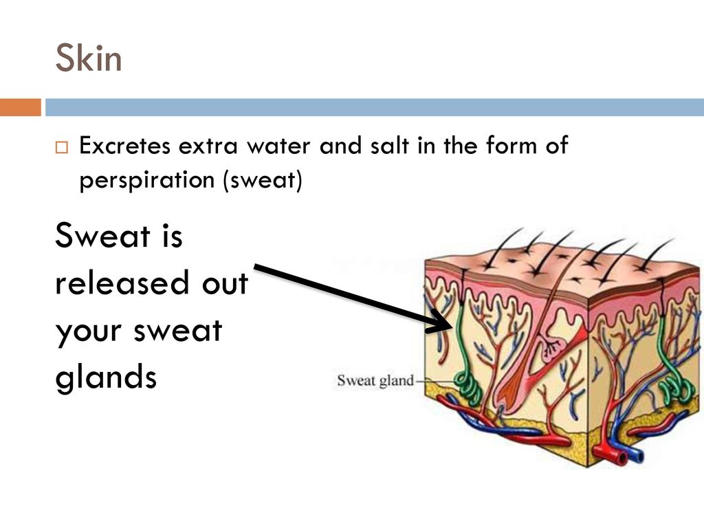 Excretory System Key Point #1: There are three main organs in your excretory  system Skin Kidney Bladder. - ppt download