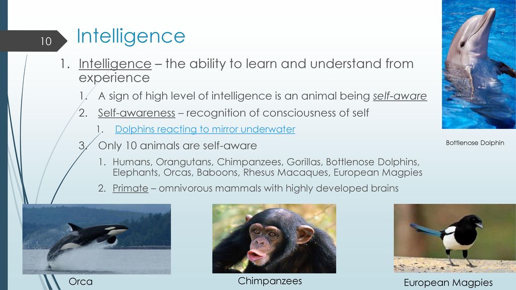 Introduction to Animal Behavior - ppt download