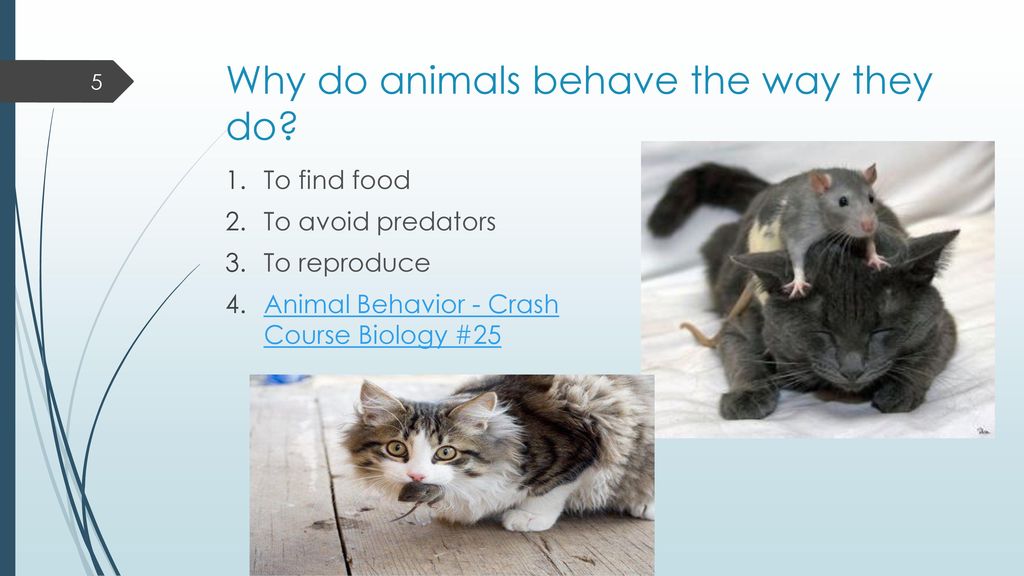 Introduction to Animal Behavior - ppt download