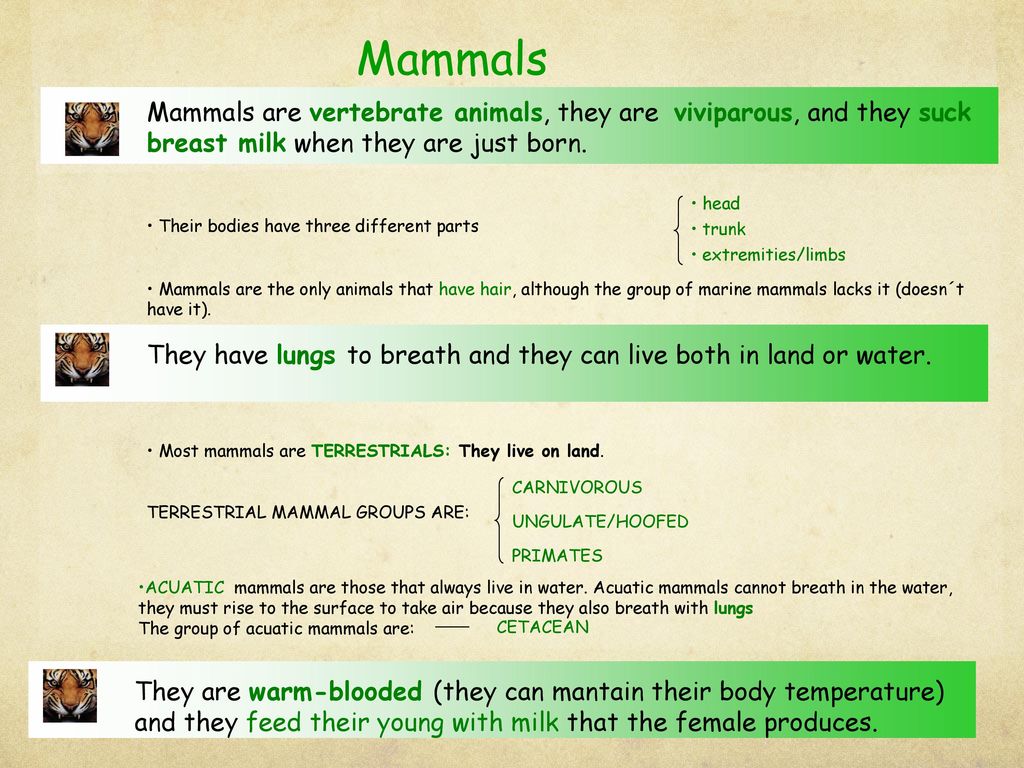 Mammals Suck Milk!