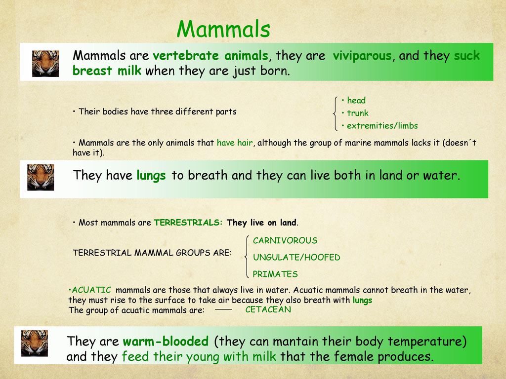 Mammals Suck Milk!