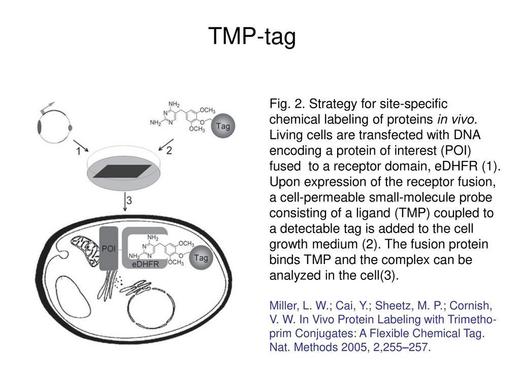 Chemical tags for labeling proteins inside living cells
