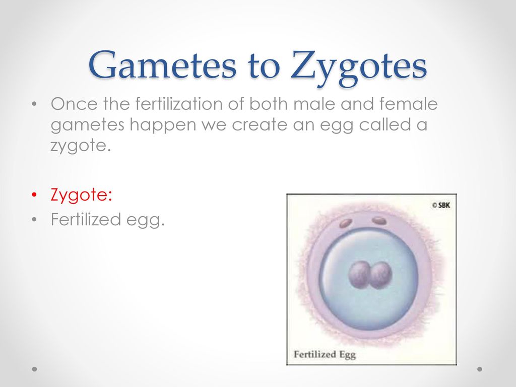 Chapter 11 Introduction To Genetics Ppt Download chapter-11-introduction-to-genetics-ppt-download