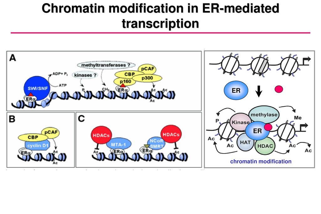 Chromatin modification in ER-mediated transcription