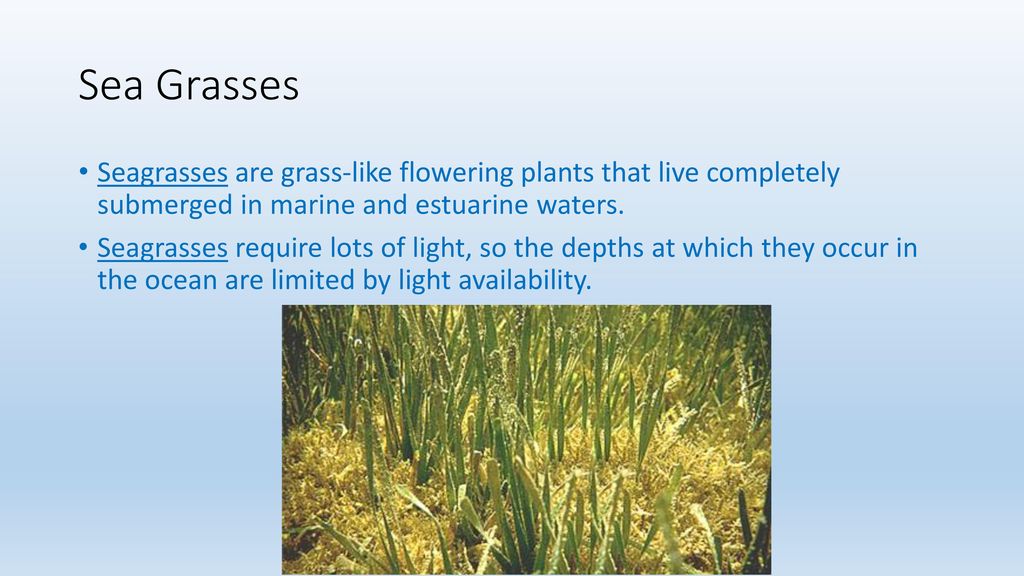 Sea Grasses Seagrasses are grass-like flowering plants that live completely submerged in marine and estuarine waters.