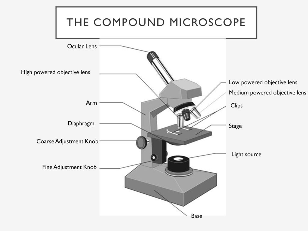 The Light Microscope. - ppt download