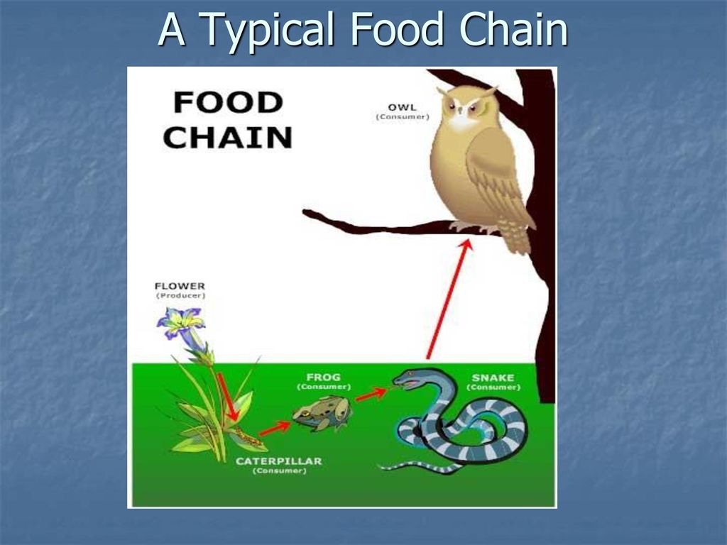 Check Yer Head Community Population Biosphere Organism Ecosystem Ppt check-yer-head-community-population-biosphere-organism-ecosystem-ppt