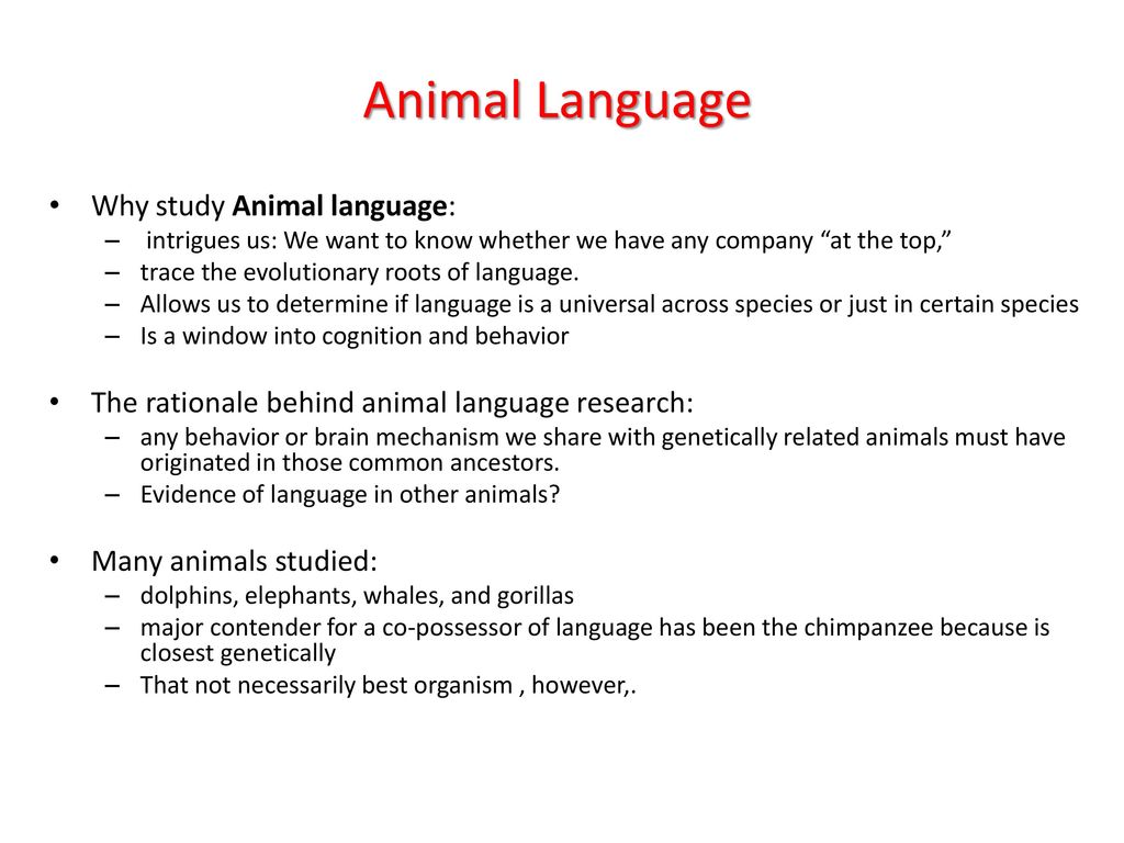 MORE animal cognition! Animal Language. - ppt download