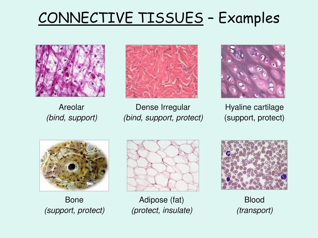 The Study Of The Tissues Of The Body Ppt Download