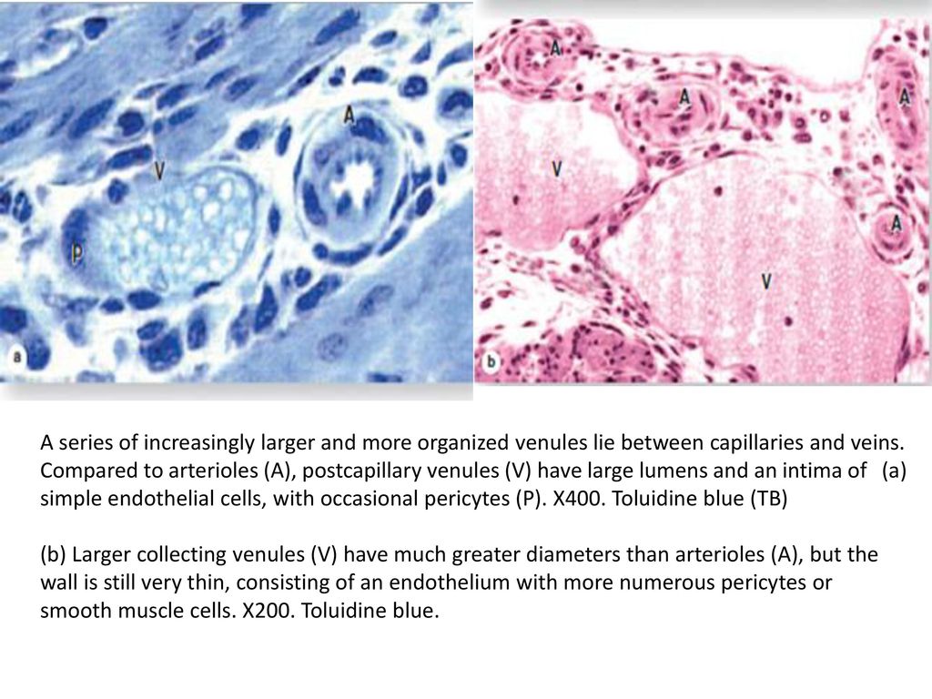 Cardiovascular System Histology Ppt Download
