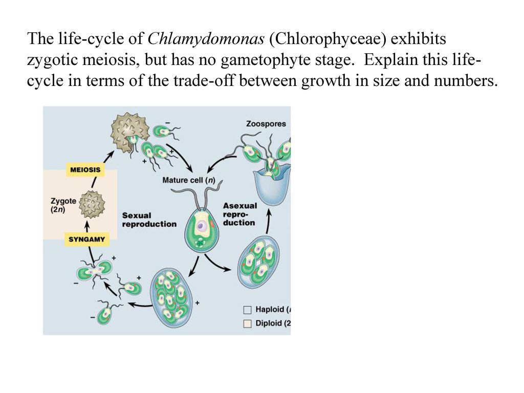 brown alga laminaria sporic meiosis