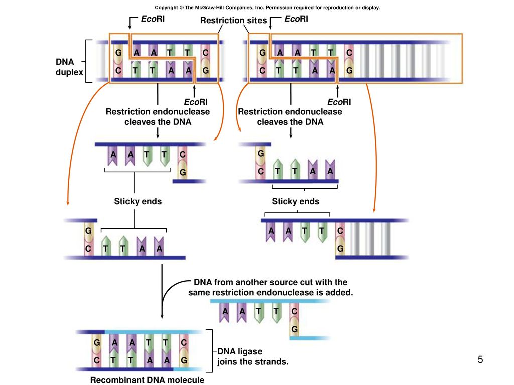 Biotechnology Chapter ppt download