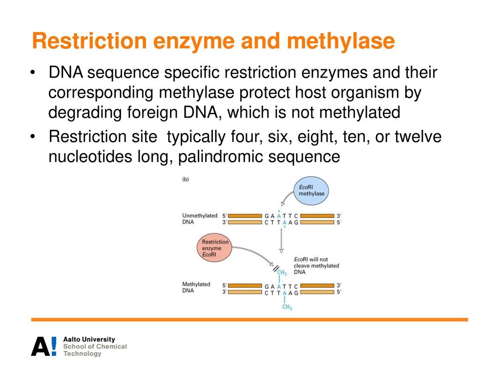 Function Of Restriction Enzyme Topics to cover Biological origin and function of restriction enzymes - ppt download