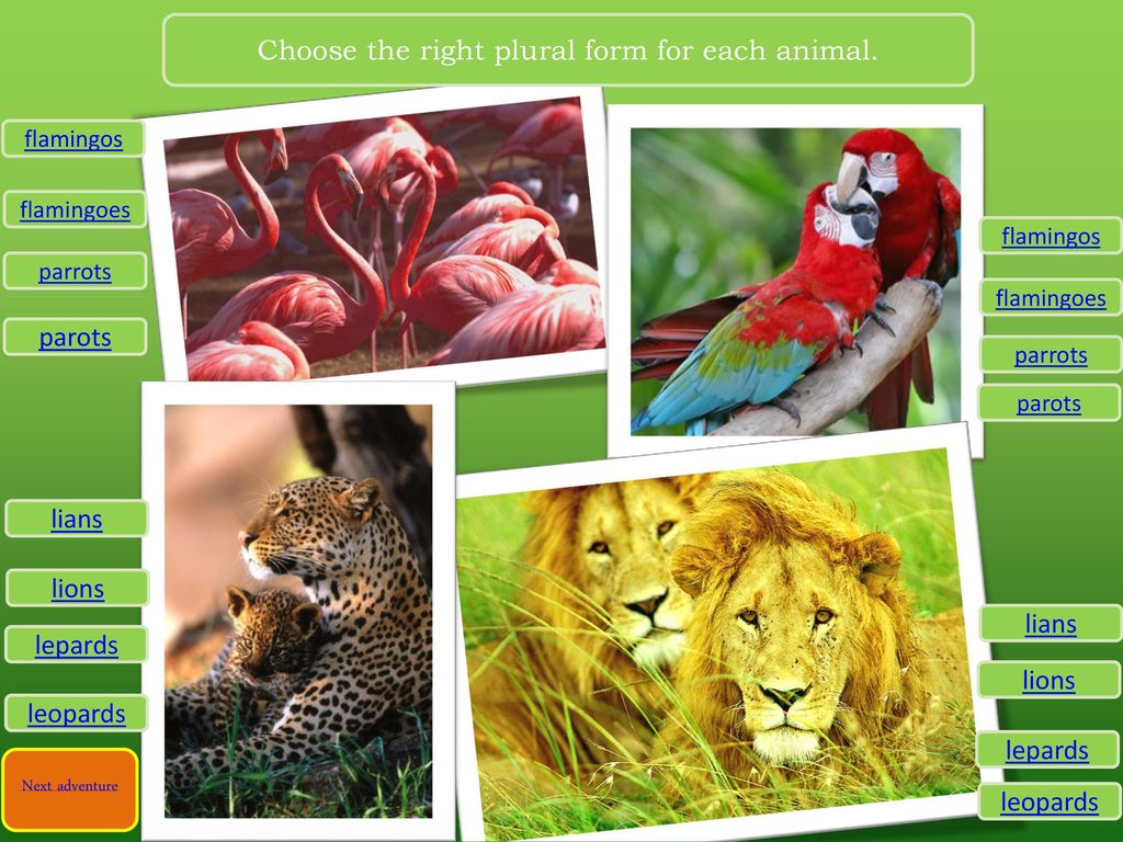 Choose the right plural form for each animal.