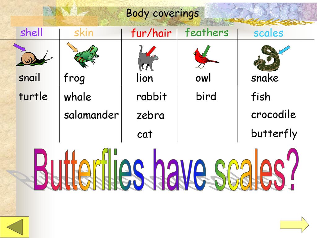 Butterflies have scales