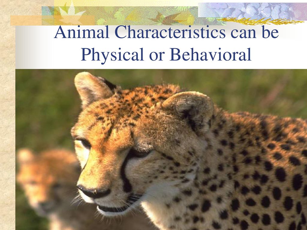 Animal Characteristics can be Physical or Behavioral