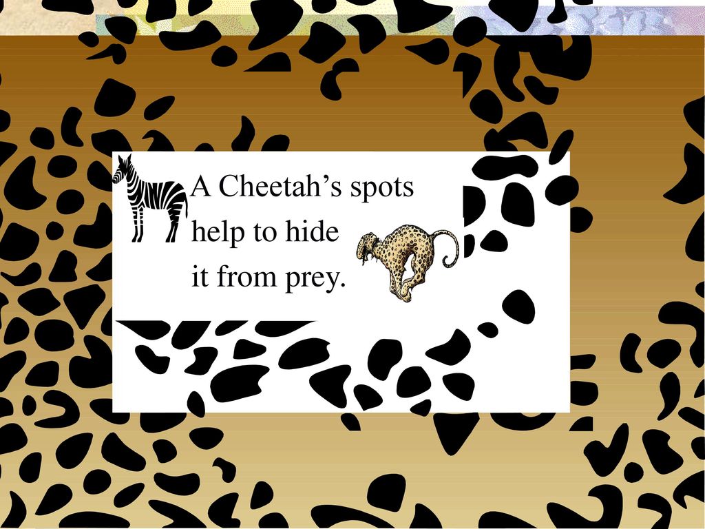 A Cheetah’s spots help to hide it from prey.