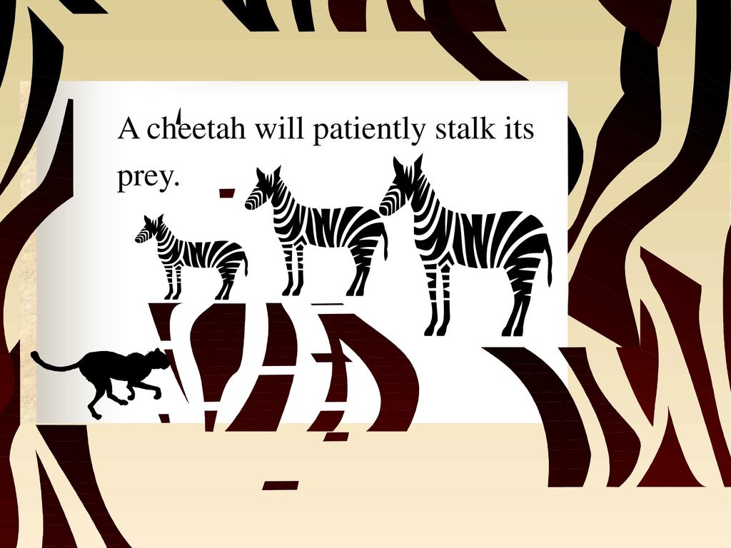 A cheetah will patiently stalk its