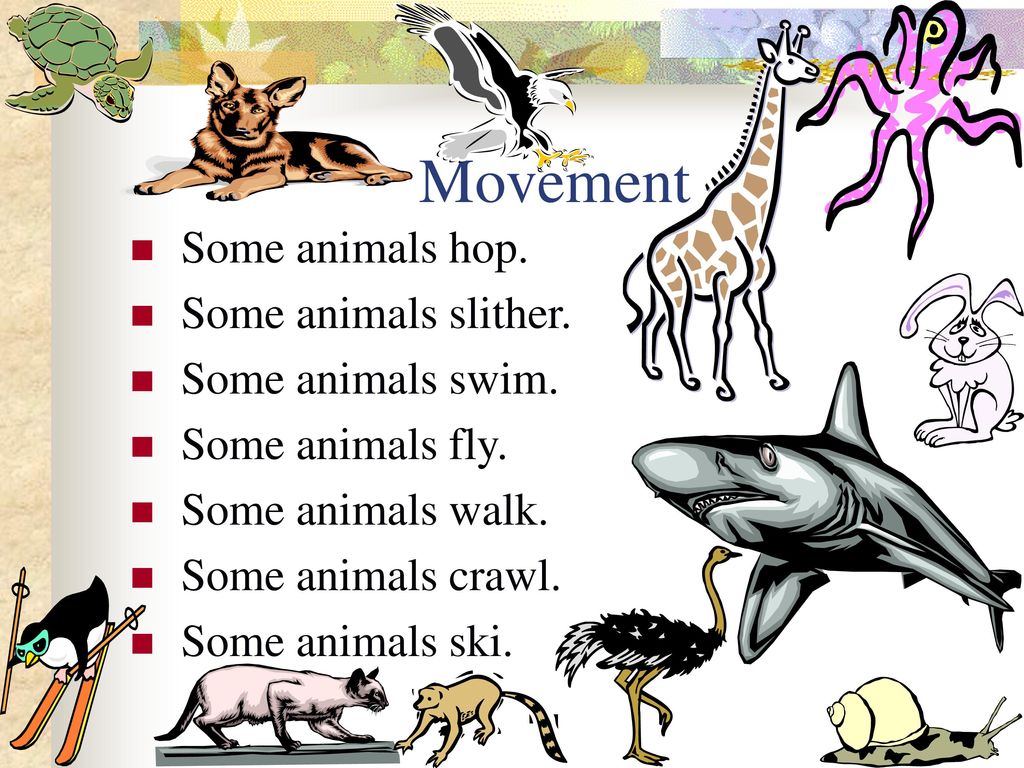 Movement Some animals hop. Some animals slither. Some animals swim.