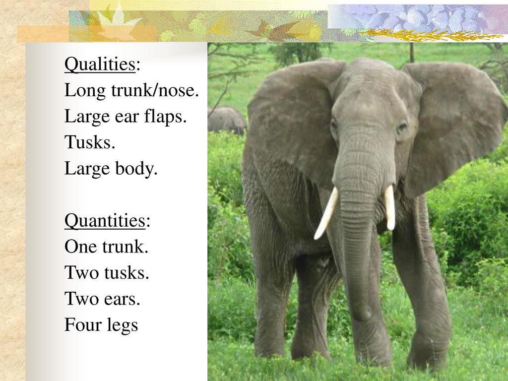 Qualities: Long trunk/nose. Large ear flaps. Tusks. Large body. Quantities: One trunk. Two tusks.