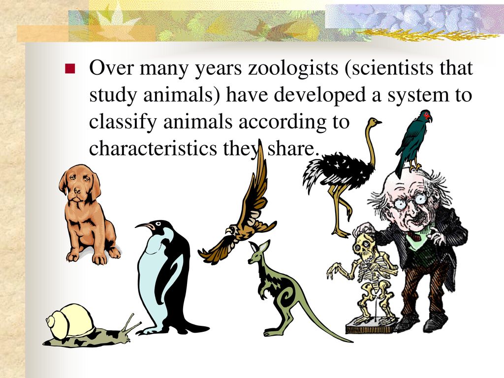 Over many years zoologists (scientists that study animals) have developed a system to classify animals according to characteristics they share.