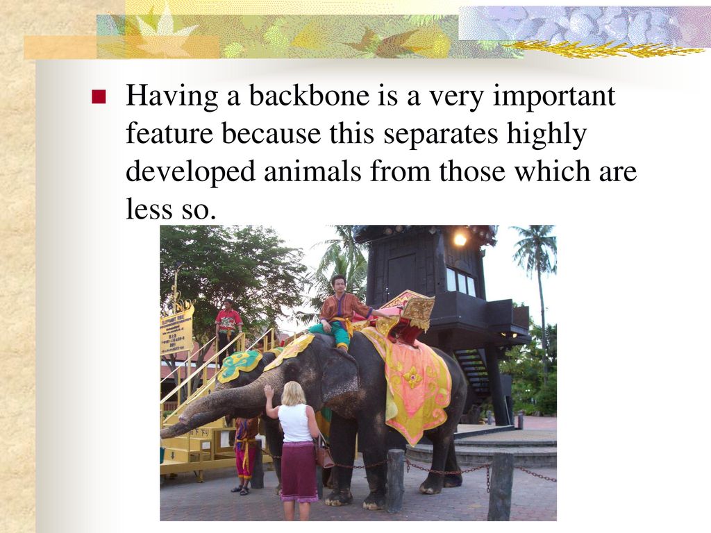 Having a backbone is a very important feature because this separates highly developed animals from those which are less so.
