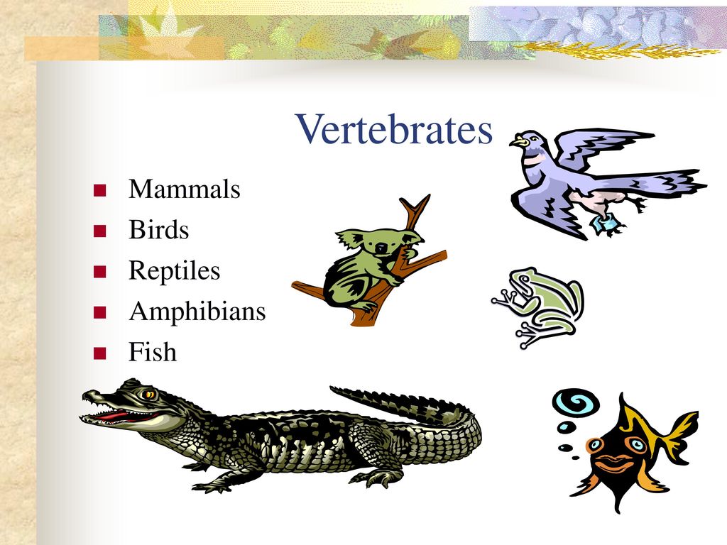 Vertebrates Mammals Birds Reptiles Amphibians Fish