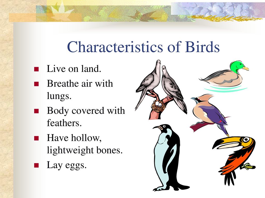 Characteristics of Birds
