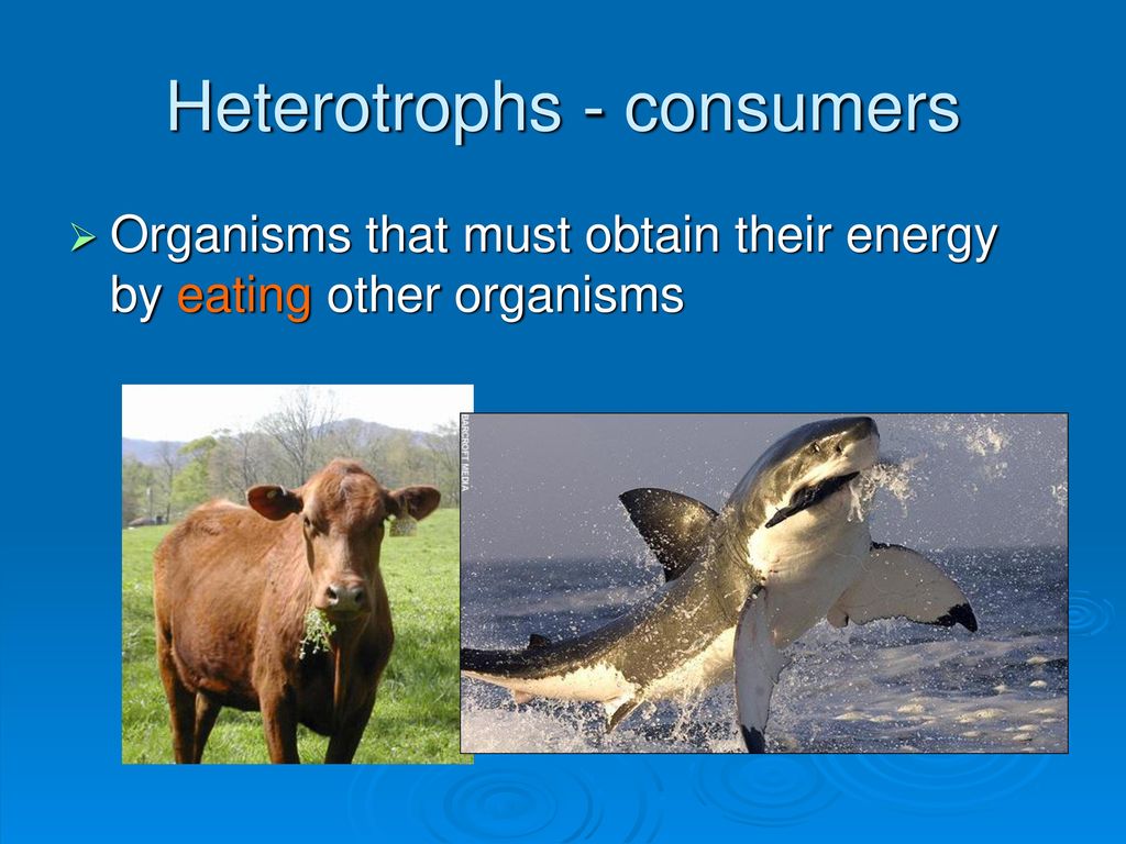 Heterotrophs - consumers