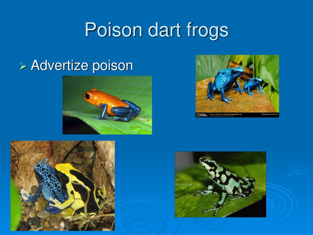 Poison dart frogs Advertize poison