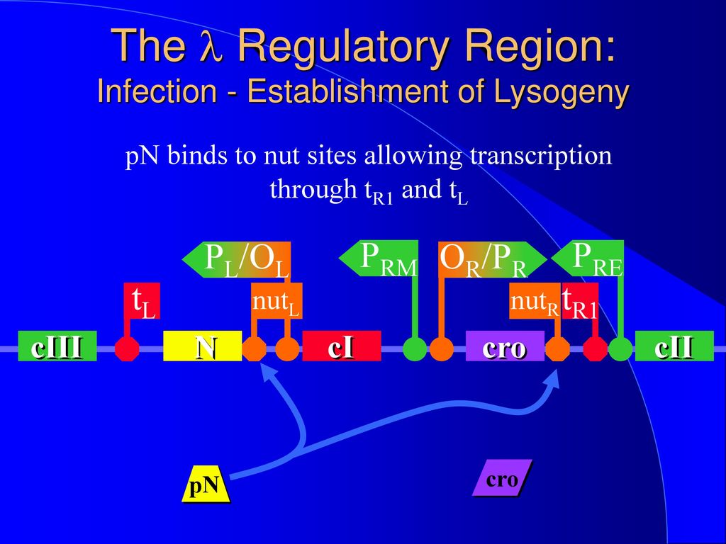 The l Regulatory Region: Infection - Establishment of Lysogeny