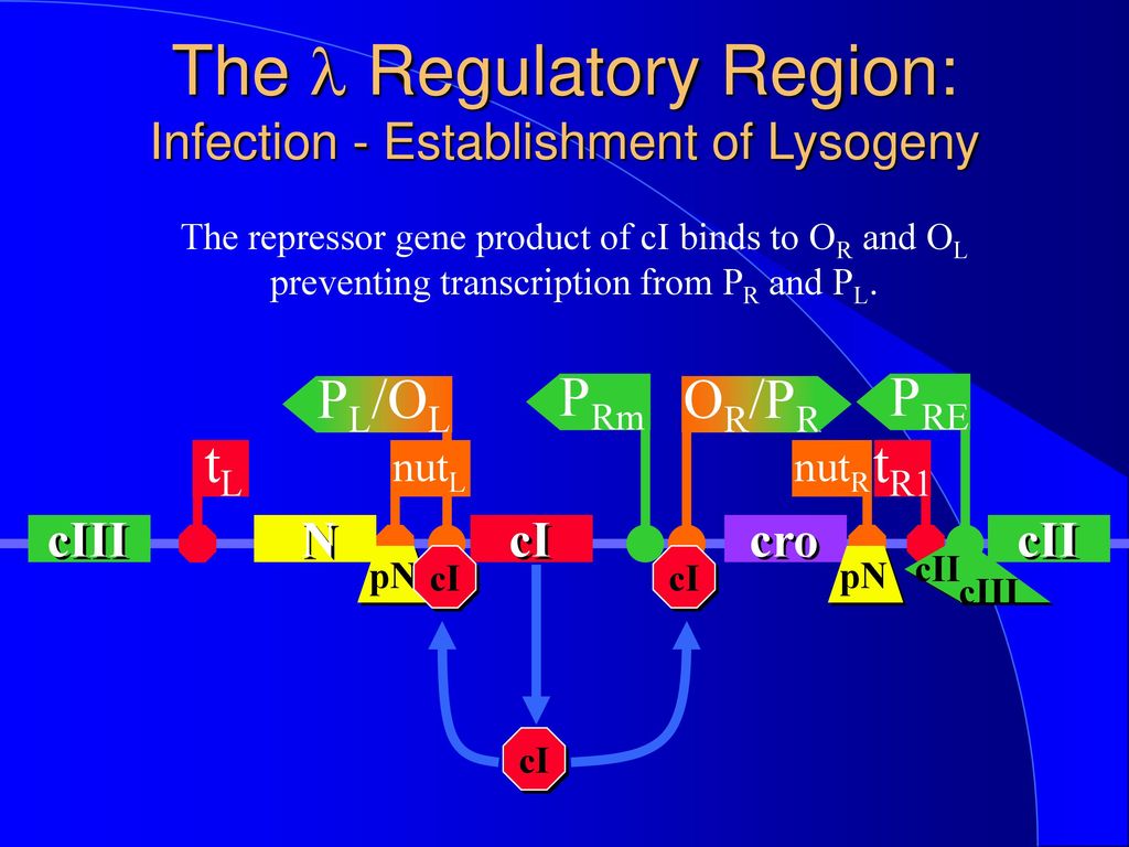The l Regulatory Region: Infection - Establishment of Lysogeny
