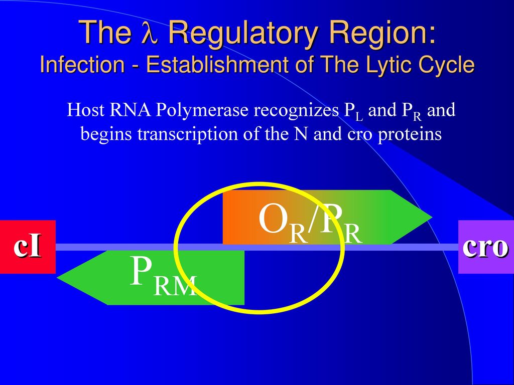 The l Regulatory Region: Infection - Establishment of The Lytic Cycle