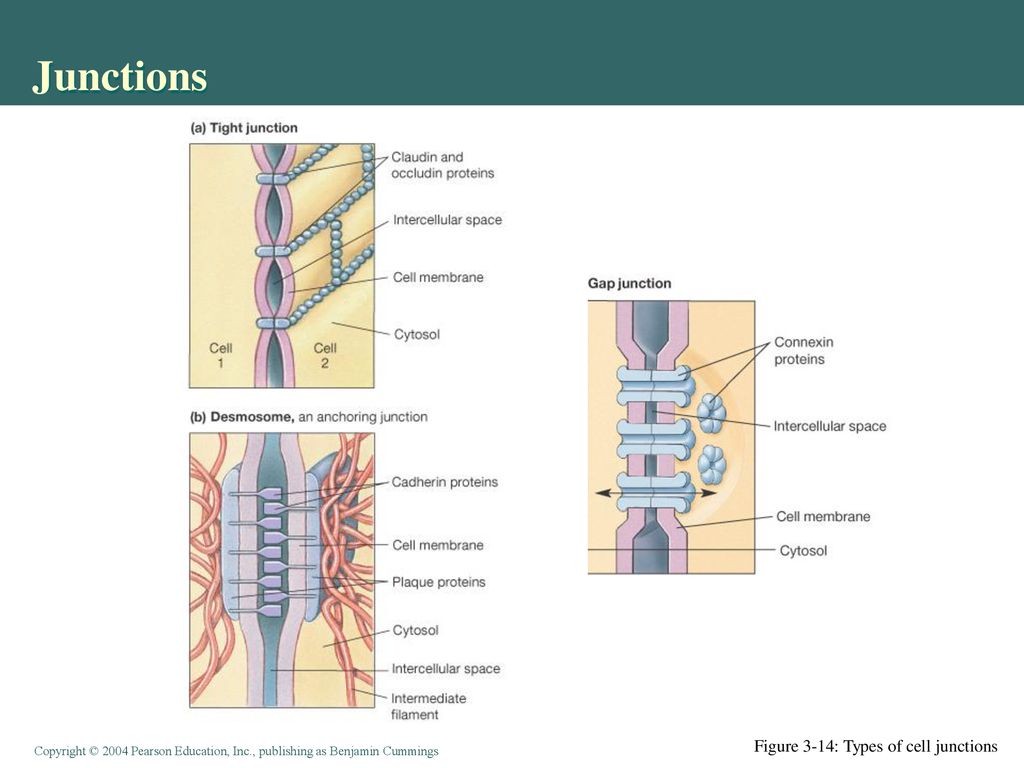 3 types of cell junctions