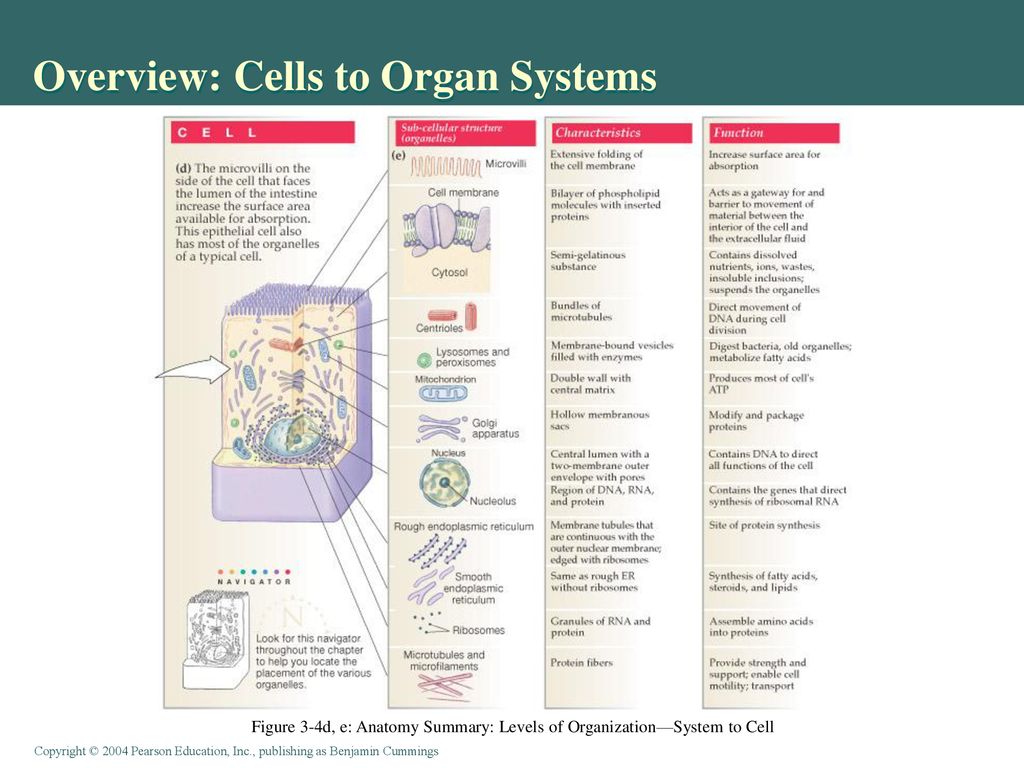 Chapter 20 Cells and Tissues.   ppt download