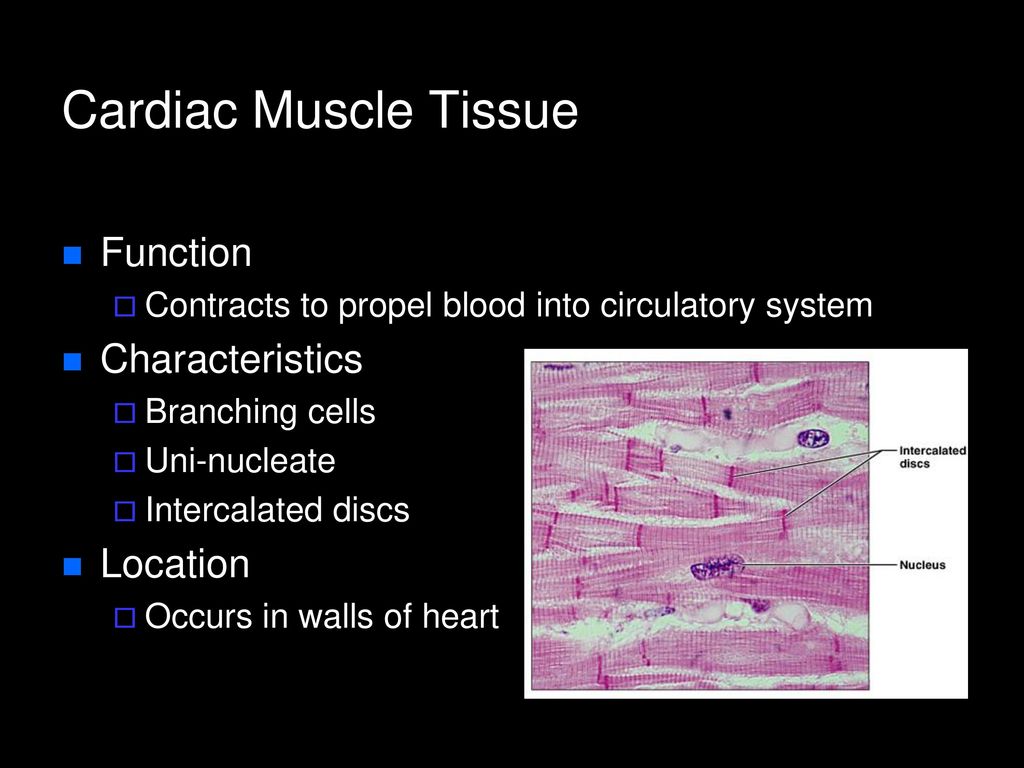 Muscle tissue. Cardiac muscle Tissue Histology. Cardiac muscle Tissue. Tissue function. Cardiac Pacemaker Cells Histology.