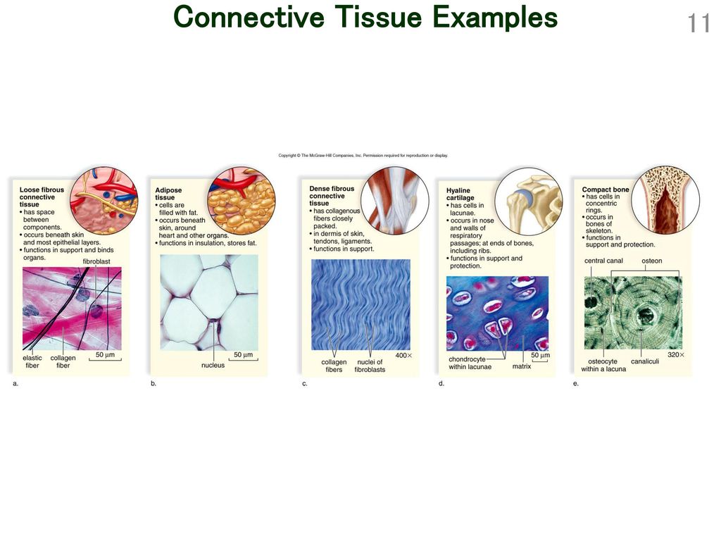 biology-9th-ed-sylvia-mader-ppt-download