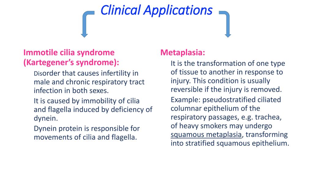 Histology Epithelial Tissue Ppt Download