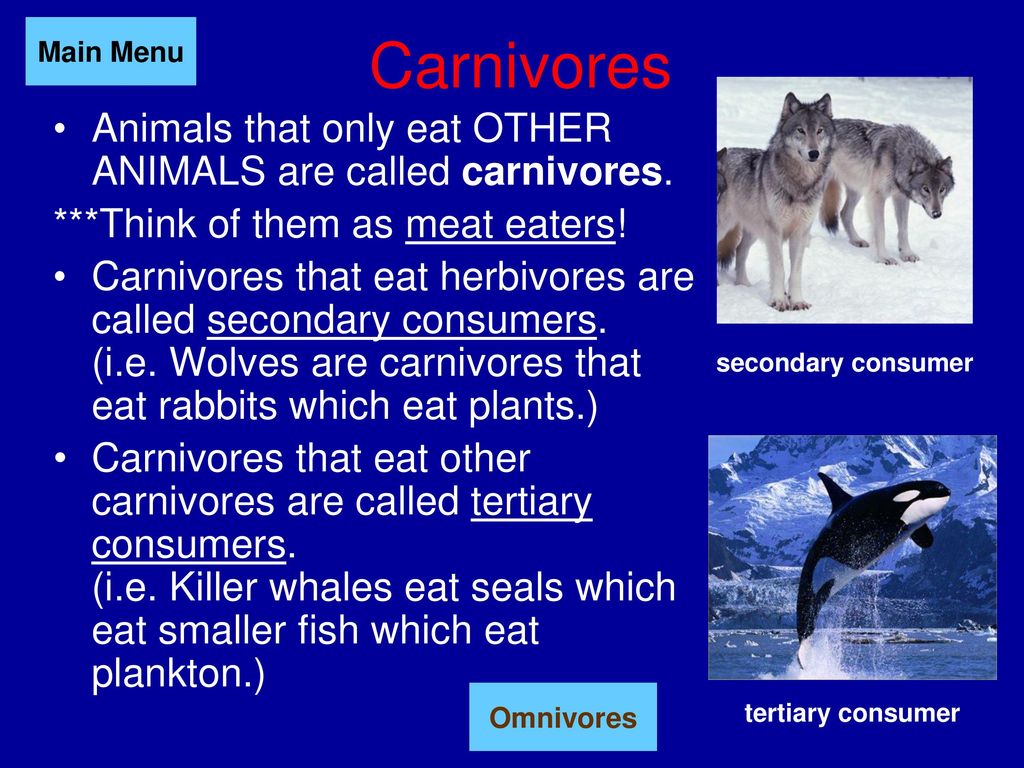 Energy and the Food Web Next. - ppt download