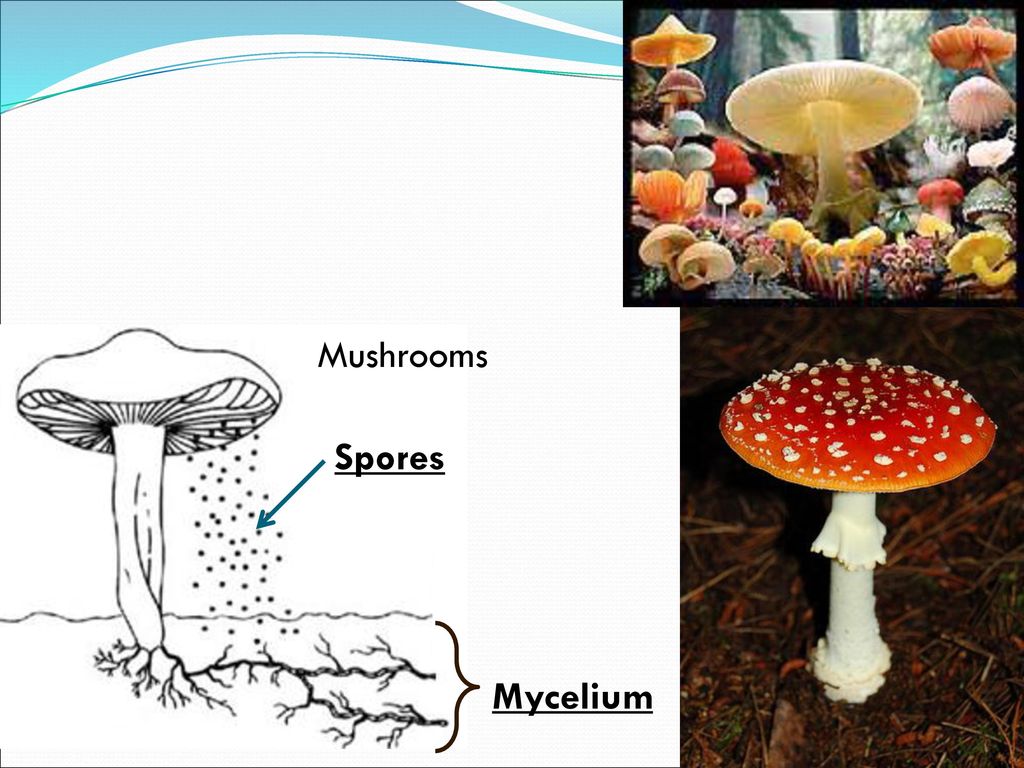 Types Of Fungi Ppt Download Types Of Fungi Ppt Download