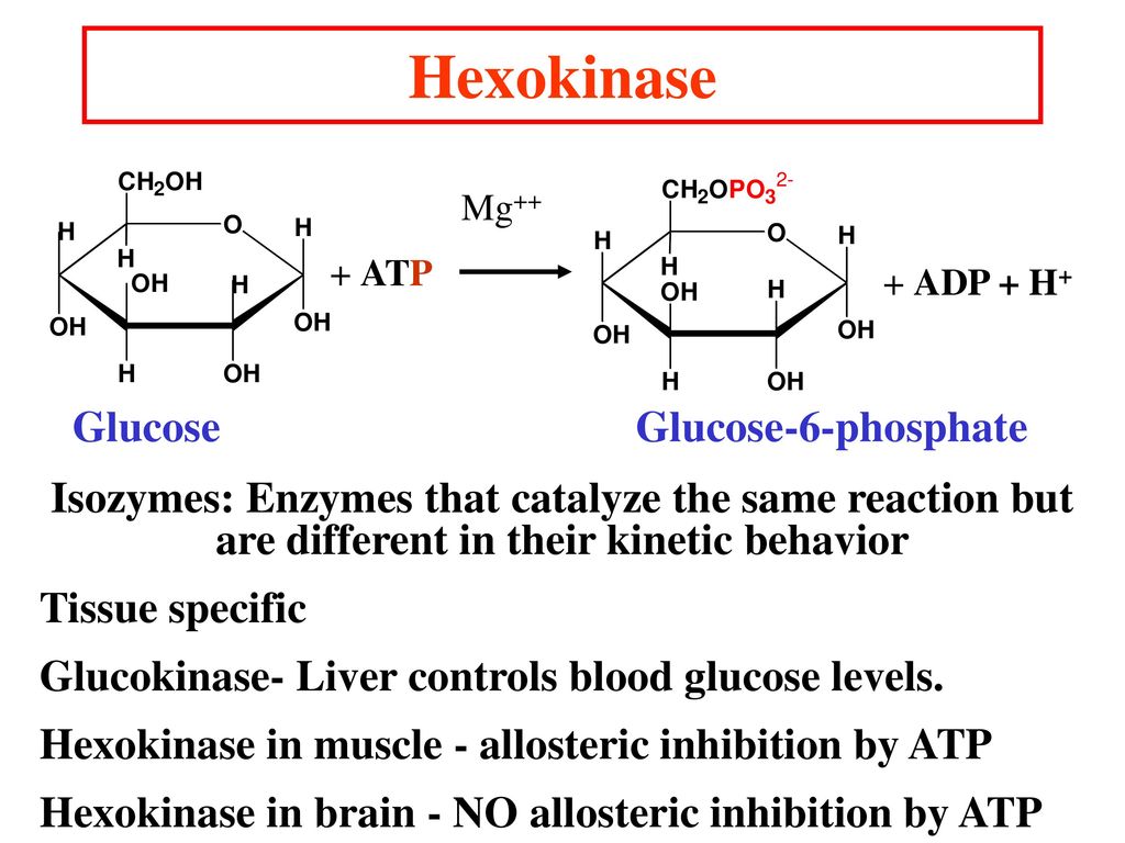 Glycolysis I 11/03/ ppt download