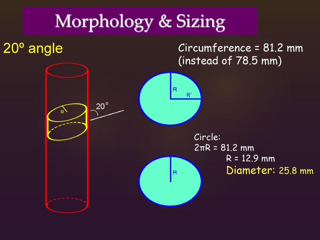 Morphology & Sizing 20º angle Circumference = 81.2 mm