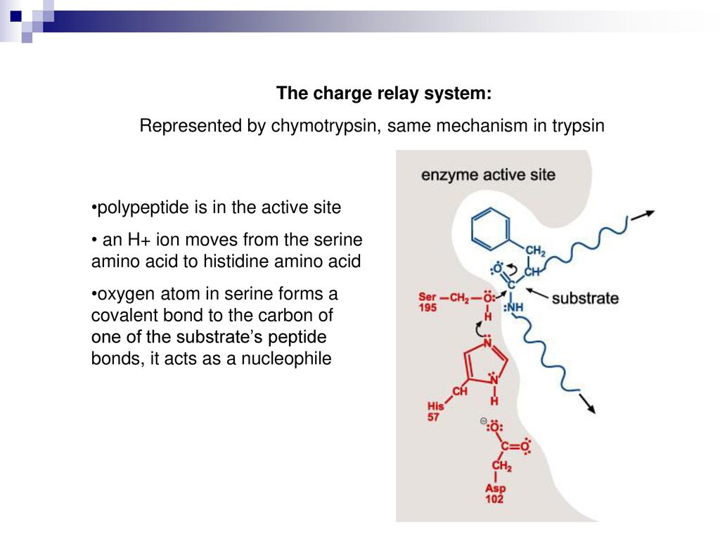 Trypsin and Chymotrypsin - ppt download
