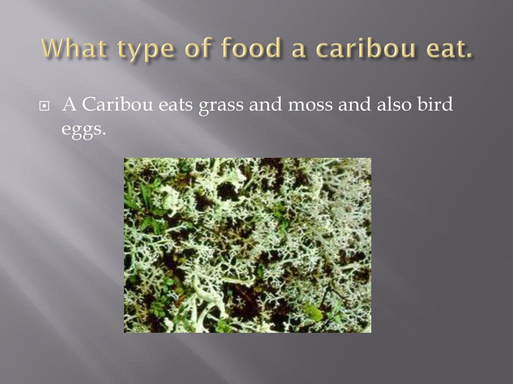 Caribou By Anthony Ppt Download caribou-by-anthony-ppt-download