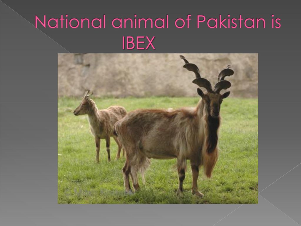 National Animals of India and Pakistan - ppt download