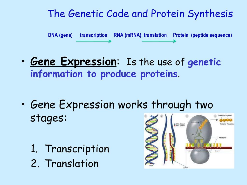 The Structure of DNA All life on earth uses a chemical called DNA to ... Biology Diagrams