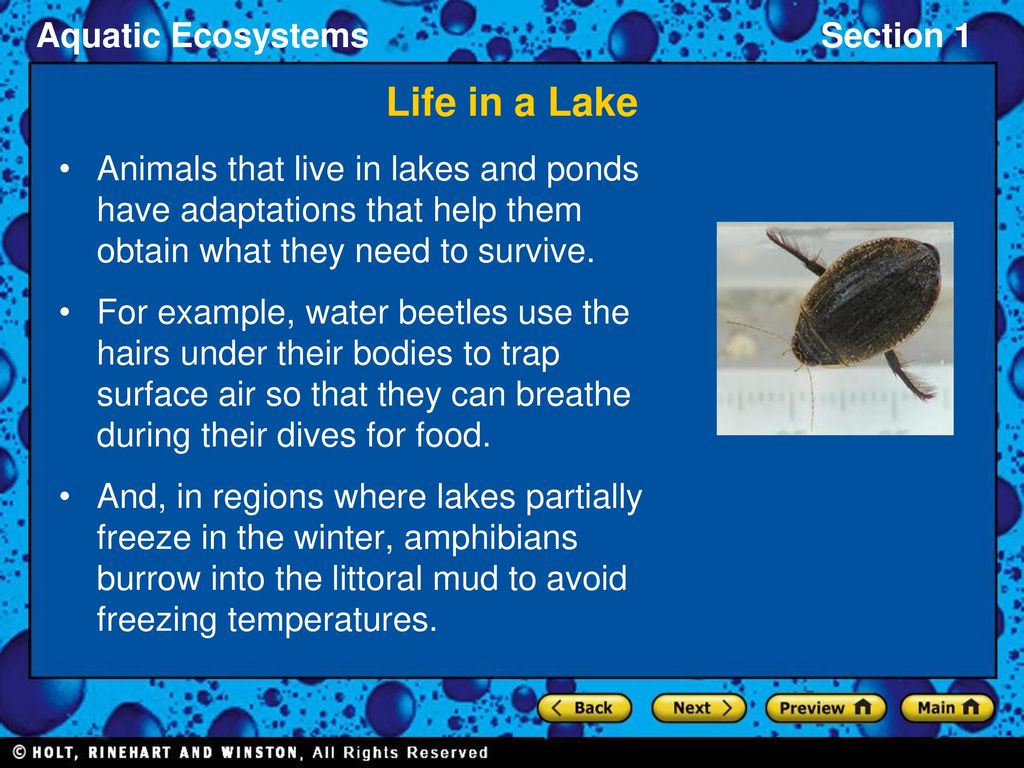 Section 1: Freshwater Ecosystems - ppt download
