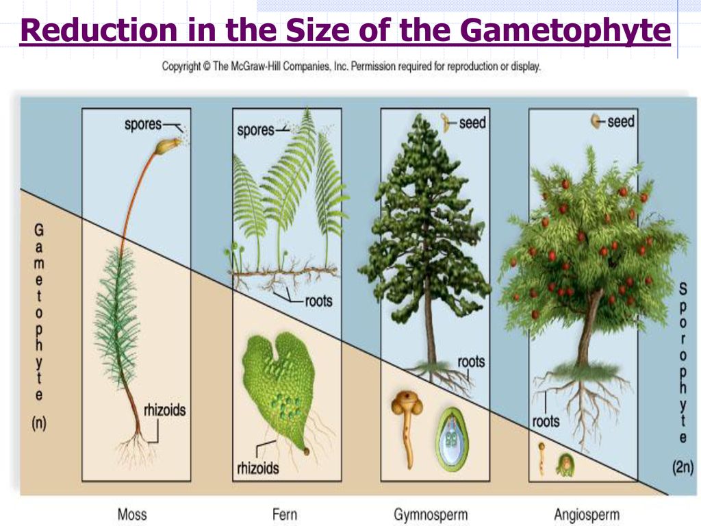 Reduction in the Size of the Gametophyte